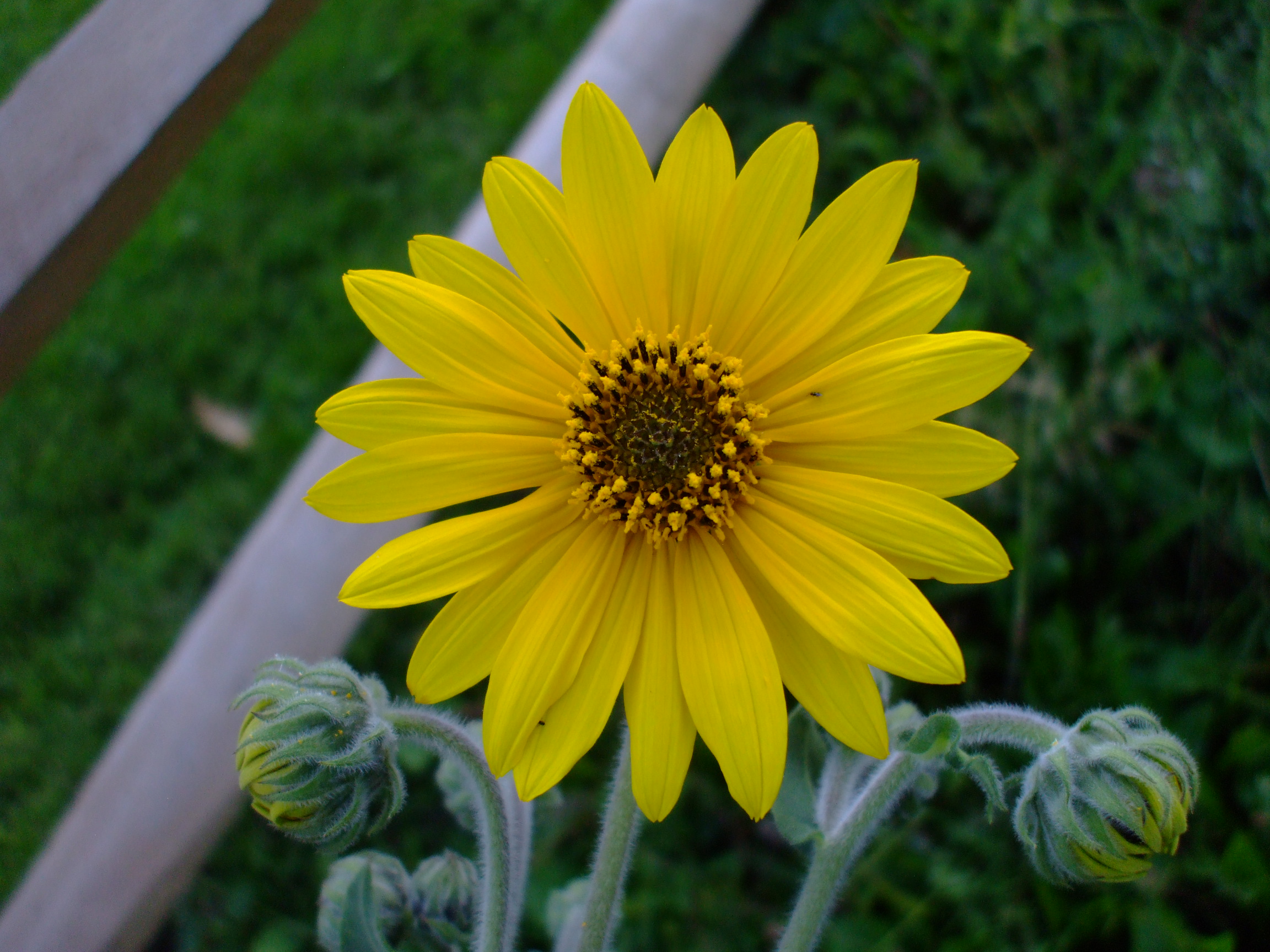 Helianthus mollis